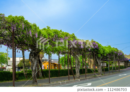春風明媚的紫藤花隧道風景「八女鐵道紀念公園的紫藤花」(八女市) 春風明媚的紫藤花隧道風景「八女鐵道紀念公園的紫藤花」(八女市) 112486703