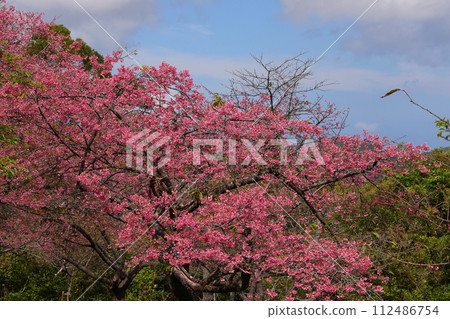 沖繩縣國頭郡本部町的本部八重岳櫻花節會場，琉球寒日櫻花盛開 112486754