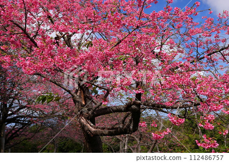 沖繩縣國頭郡本部町的本部八重岳櫻花節會場，琉球寒日櫻花盛開 112486757