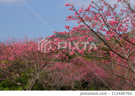 Ryukyu Kanhi cherry blossoms in full bloom at the Motobu Yaedake Cherry Blossom Festival venue in Motobu Town, Kunigami District, Okinawa Prefecture 112486768