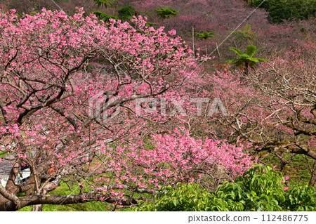 Ryukyu Kanhi cherry blossoms in full bloom at the Motobu Yaedake Cherry Blossom Festival venue in Motobu Town, Kunigami District, Okinawa Prefecture 112486775
