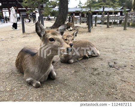 Deer at Todaiji Temple in Nara 112487211