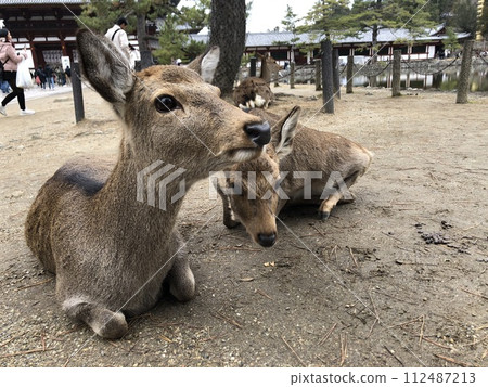 奈良東大寺的鹿 奈良東大寺的鹿 112487213