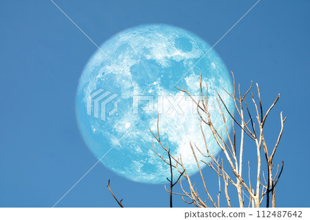 Super blue moon and back dry tree on the blue sky background 112487642
