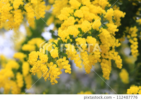 Mimosa acacia flowers in full bloom 112487776
