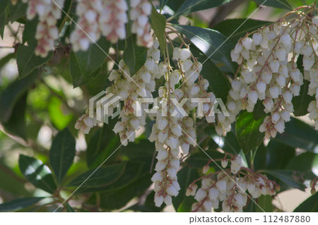 White asebi flowers blooming in the garden in early spring White asebi flowers blooming in the garden in early spring 112487880