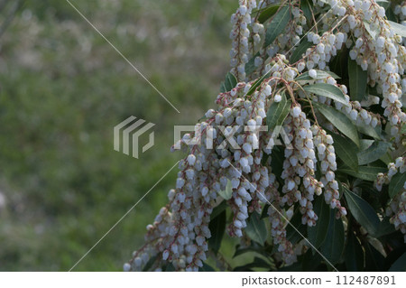 White asebi flowers blooming in the garden in early spring 112487891