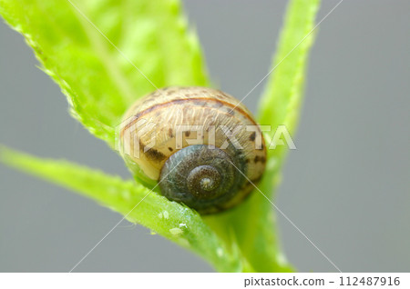 亮綠葉上的飛卷蝸牛（自然光+閃光燈、微距特寫攝影） 112487916