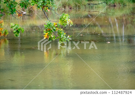 Over Water Whispers: Oak Branch Reflections 112487924