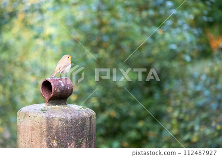 Solitary Watch: Robin on a Rustic Perch 112487927
