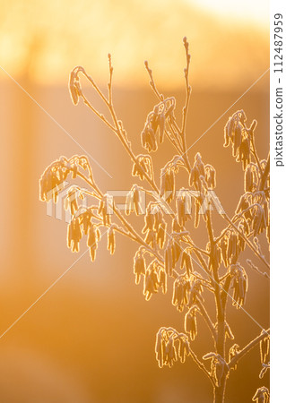 Ethereal Frost on Branches at Golden Hour 112487959