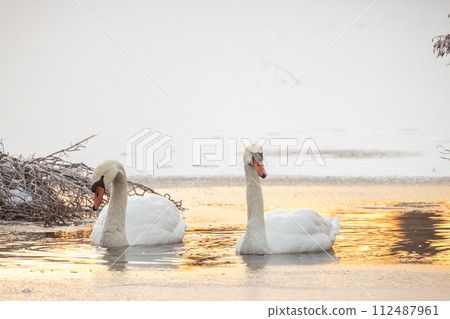 Swans on a Frosty Lake at Dawn Swans on a Frosty Lake at Dawn 112487961