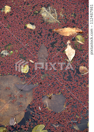 Lotus and red floating plants floating in the pond Lotus and red floating plants floating in the pond 112487981