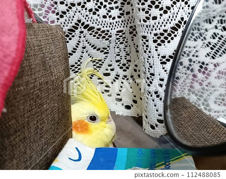 手持玄鳳鸚鵡從廚房檯面的縫隙中偷看 手持玄鳳鸚鵡從廚房檯面的縫隙中偷看 112488085