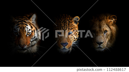 Portrait Lion, tiger and leopard, together on a black background 112488617