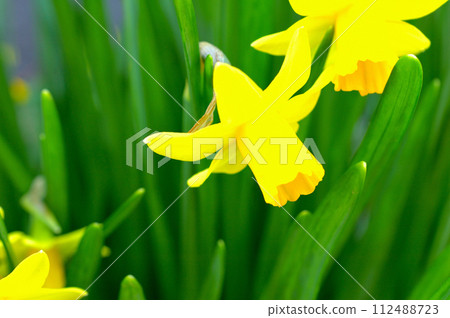 Yellow daffodils Yellow daffodils 112488723