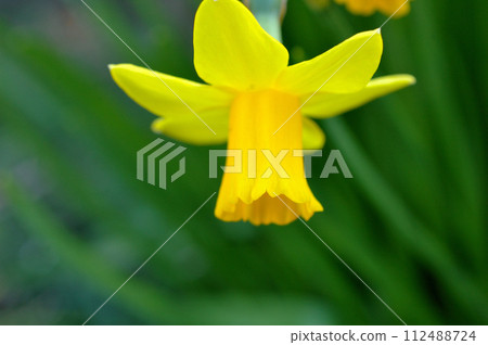 Yellow daffodils Yellow daffodils 112488724