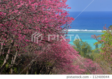 沖繩縣國頭郡今歸仁村今泊：斜坡上一排排早開的琉球金櫻樹，遠處可見蔚藍的大海 112489044