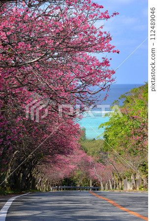 沖繩縣國頭郡今歸仁村今泊：斜坡上一排排早開的琉球金櫻樹，遠處可見蔚藍的大海 112489046