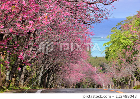 沖繩縣國頭郡今歸仁村今泊:斜坡上一排排早開的琉球金櫻樹,遠處可見蔚藍的大海 沖繩縣國頭郡今歸仁村今泊:斜坡上一排排早開的琉球金櫻樹,遠處可見蔚藍的大海 112489048