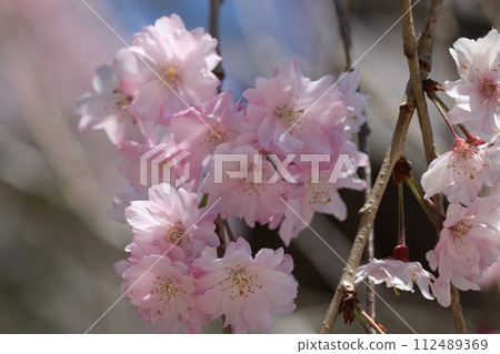 Shidare sakura full bloom 112489369