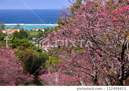 Imadomari, Nakijin Village, Kunigami District, Okinawa Prefecture: Rows of early-blooming Ryukyu Kanhizakura trees along the slope and the blue sea visible in the distance 112489423