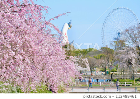 在世博會紀念公園的櫻花 112489461