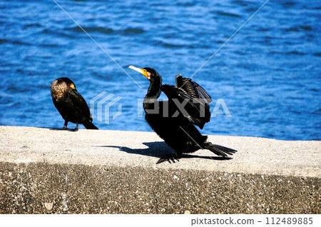 鸕鶿張開翅膀曬太陽 鸕鶿張開翅膀曬太陽 112489885
