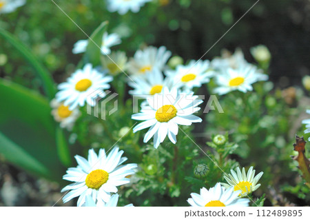 Margaret flowers 112489895