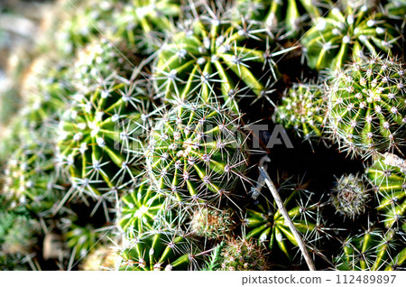 Cactus 112489897