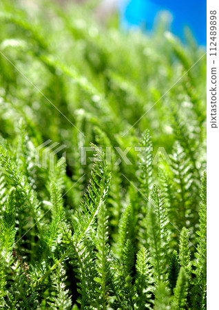 Fern leaves 112489898
