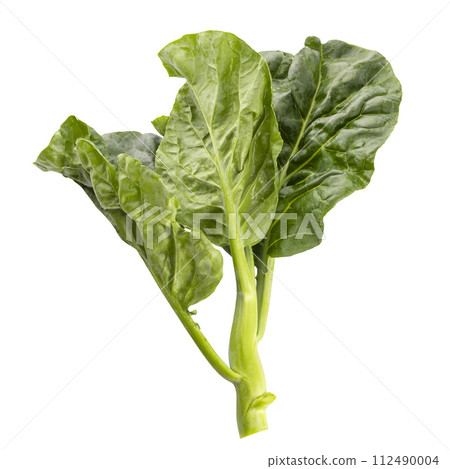 chinese broccoli isolent on a white background 112490004