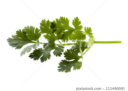 Coriander leaf isolated on a white background. 112490091