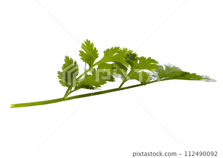 Coriander leaf isolated on a white background. Coriander leaf isolated on a white background. 112490092