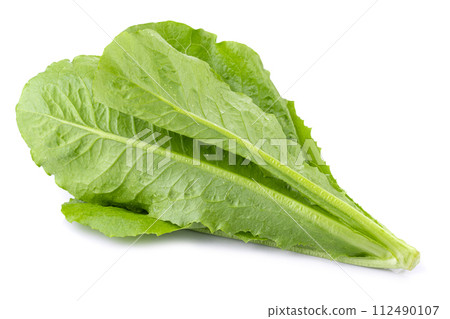 Lettuce Romain isolated on a transparent background 112490107