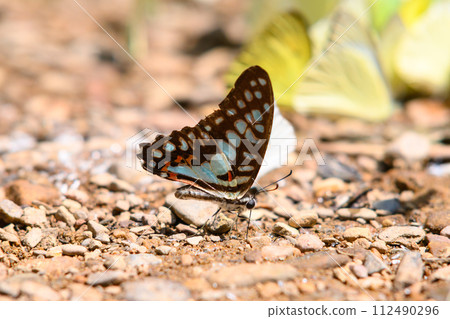 Graphium doson, the common jay, is a black, tropical papilionid butterfly with pale blue semi-transparent central wing bands that are formed by large spots in Thailand. 112490296