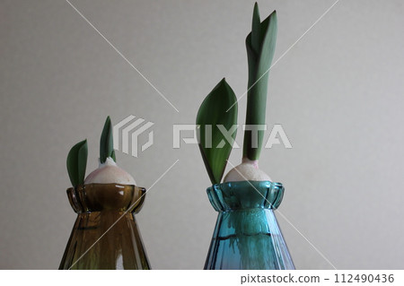 Hydroponics of tulips ◦. .. .. Hydroponics of tulips ○ ◦. .. .. Hydroponics of tulips ◦. .. .. Hydroponics of tulips ○ ◦. .. .. 112490436