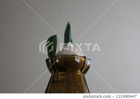 Hydroponics of tulips ◦. .. .. Hydroponics of tulips ○ ◦. .. .. Hydroponics of tulips ◦. .. .. Hydroponics of tulips ○ ◦. .. .. 112490447
