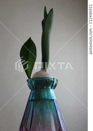 Hydroponics of tulips ◦. .. .. Hydroponics of tulips ○ ◦. .. .. Hydroponics of tulips ◦. .. .. Hydroponics of tulips ○ ◦. .. .. 112490451