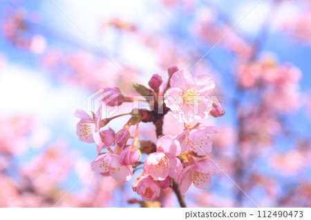 Kawazuzakura9140 112490473