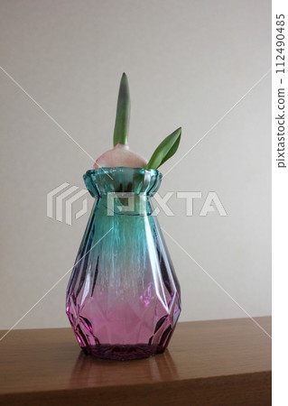 Hydroponics of tulips ◦. .. .. Hydroponics of tulips ○ ◦. .. .. Hydroponics of tulips ◦. .. .. Hydroponics of tulips ○ ◦. .. .. 112490485