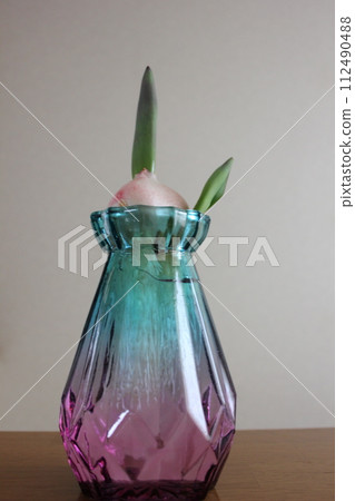 Hydroponics of tulips ◦. .. .. Hydroponics of tulips ○ ◦. .. .. Hydroponics of tulips ◦. .. .. Hydroponics of tulips ○ ◦. .. .. 112490488