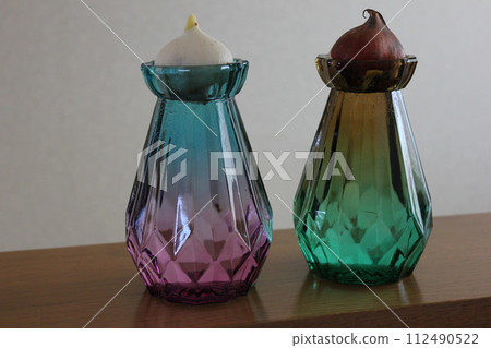 Hydroponics of tulips ◦. .. .. Hydroponics of tulips ○ ◦. .. .. Hydroponics of tulips ◦. .. .. Hydroponics of tulips ○ ◦. .. .. 112490522