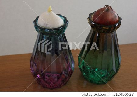 Hydroponics of tulips ◦. .. .. Hydroponics of tulips ○ ◦. .. .. Hydroponics of tulips ◦. .. .. Hydroponics of tulips ○ ◦. .. .. 112490528
