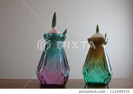 Hydroponics of tulips ◦. .. .. Hydroponics of tulips ○ ◦. .. .. Hydroponics of tulips ◦. .. .. Hydroponics of tulips ○ ◦. .. .. 112490535