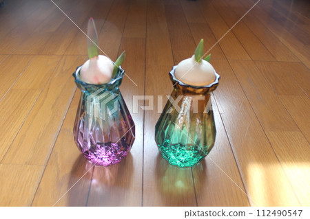 Hydroponics of tulips ◦. .. .. Hydroponics of tulips ○ ◦. .. .. Hydroponics of tulips ◦. .. .. Hydroponics of tulips ○ ◦. .. .. 112490547