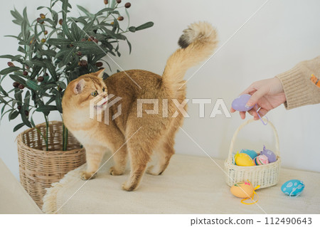 easter holiday concept with british cat play colorful egg with owner and put in basket easter holiday concept with british cat play colorful egg with owner and put in basket 112490643