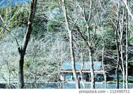 早春的鋸齒橡樹林 早春的鋸齒橡樹林 112490751