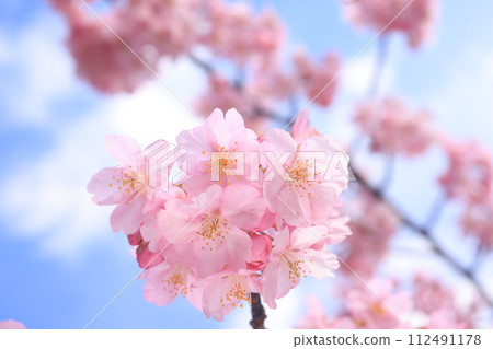 Kawazuzakura 8563 Kawazuzakura 8563 112491178