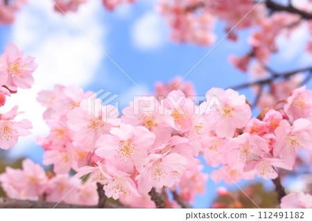 Kawazuzakura 8564 Kawazuzakura 8564 112491182